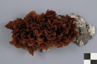 Phaeotremella foliacea image